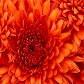 Chrysanthemum_1.jpg